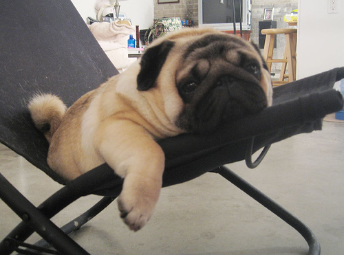 Anche i cani si imitano tra loro