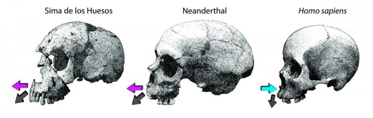 Homo neanderthalensis e sapiens; ecco perché una faccia diversa