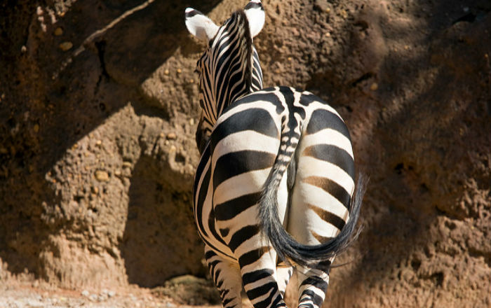 Le strisce delle zebre? Non servono per mimetizzarsi