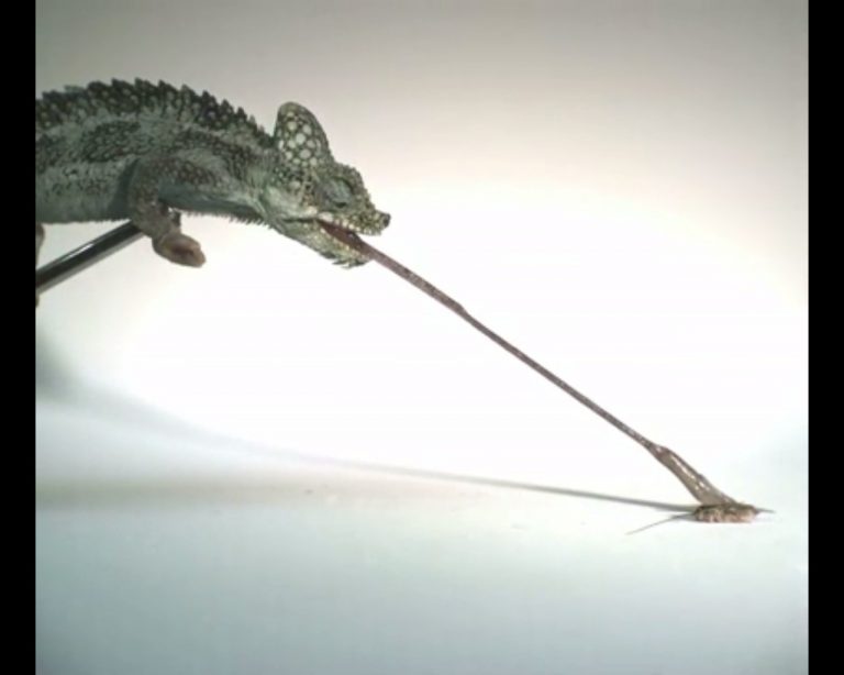 La superlingua del mini-camaleonte