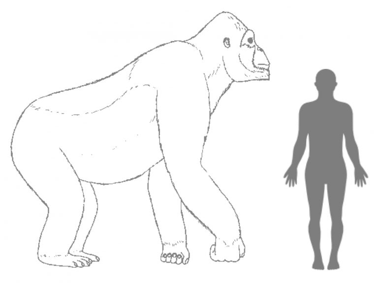Perché King Kong si è estinto?