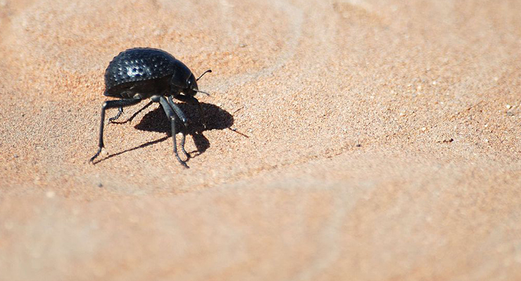 Maggiolino della Namibia