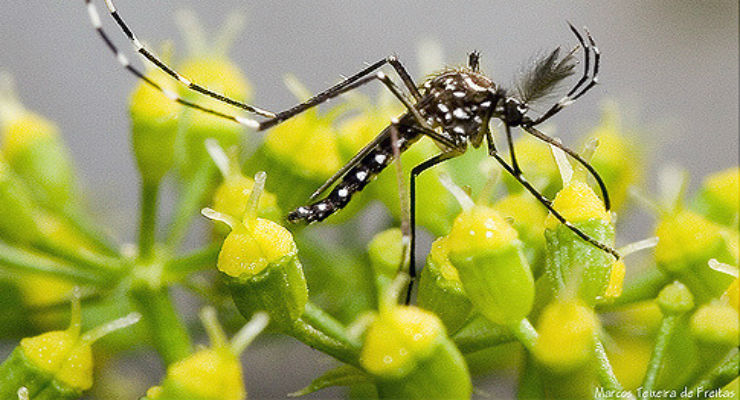 Cos’è il virus Zika