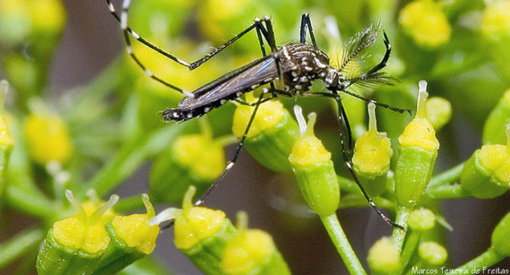 Zika, infezioni del virus registrate anche in Europa