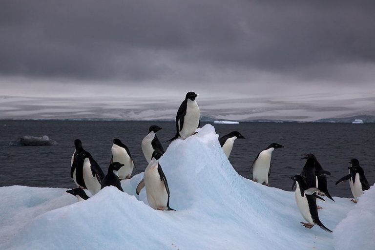 Antartide: migliaia di pinguini sono scomparsi