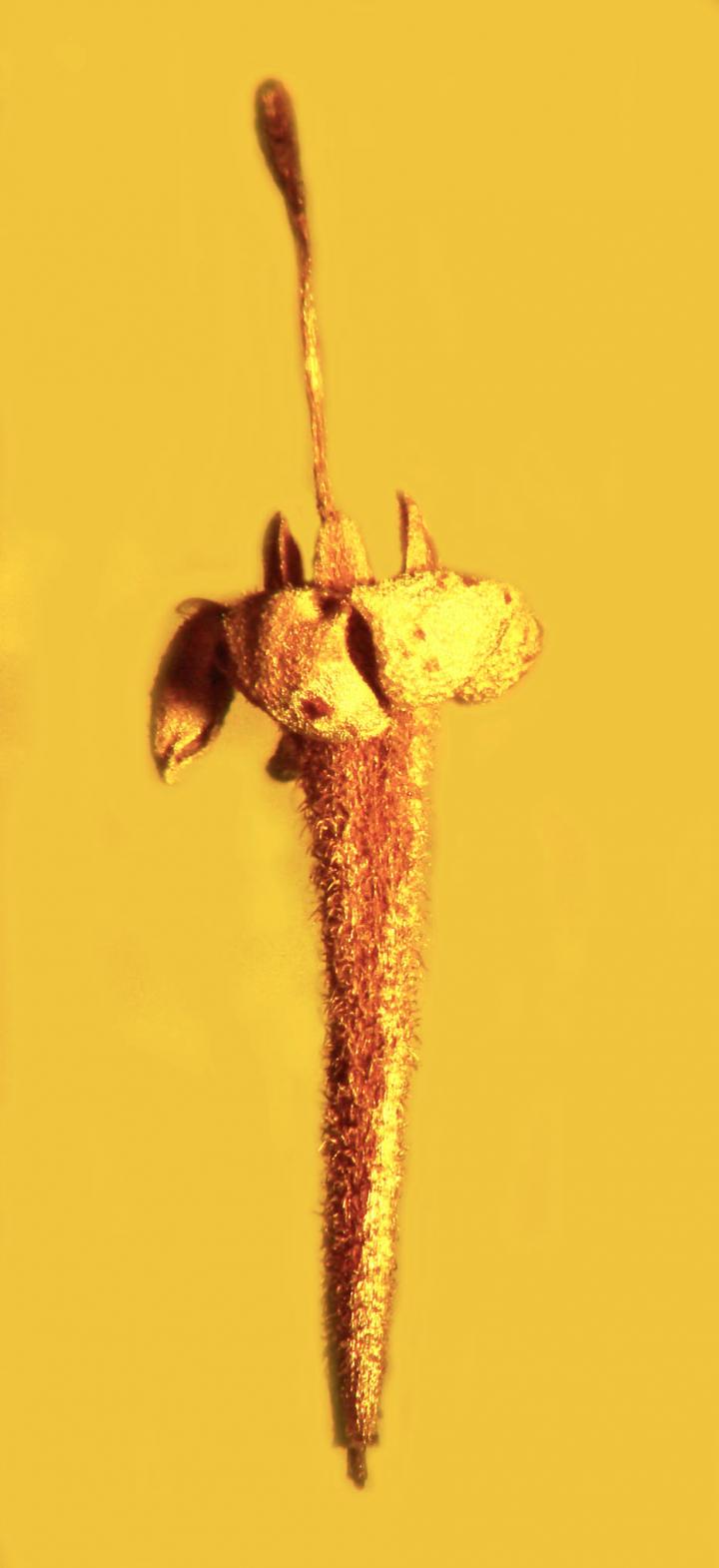 fiore ambra2