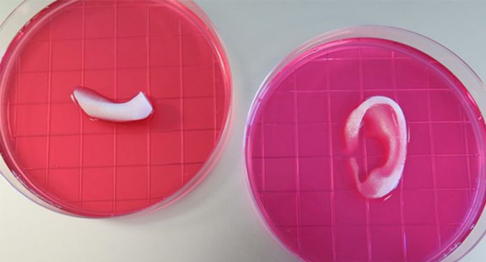 Organi stampati in 3D
