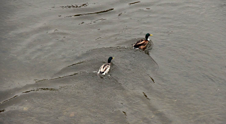Disastro Valpocevera, ecco come soccorrere gli uccelli