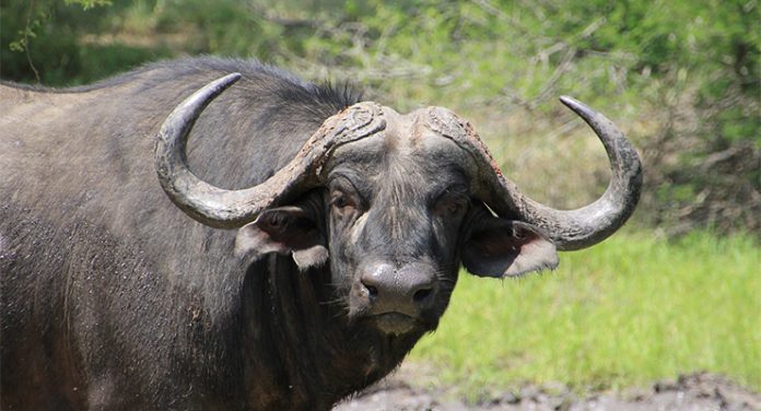 Bufale