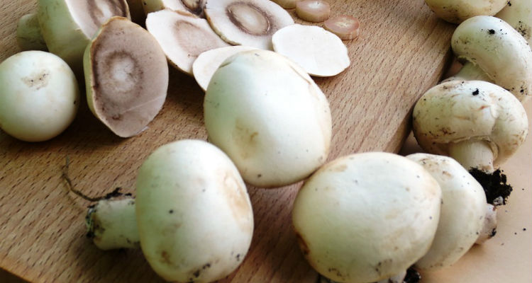 Funghi modificati con Crispr-Cas9: per gli Usa non sono ogm