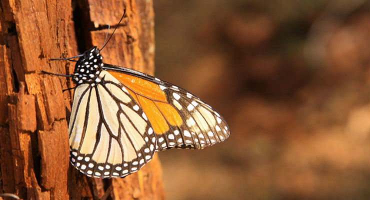 Perché le farfalle monarca non si perdono mai