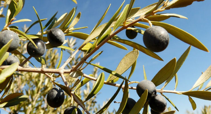 Forse i grassi buoni non sono così buoni