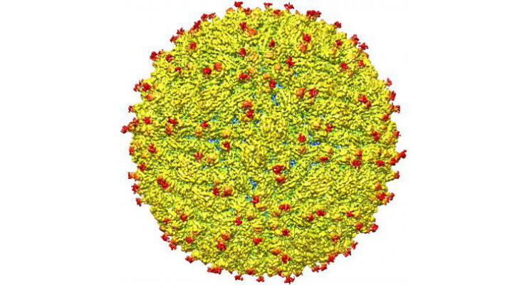 Ecco la struttura del virus Zika