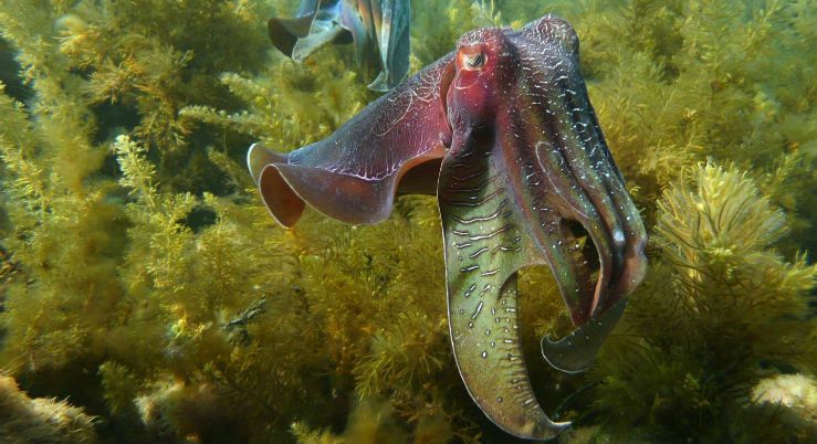Con inquinamento e riscaldamento globale aumentano polpi e calamari