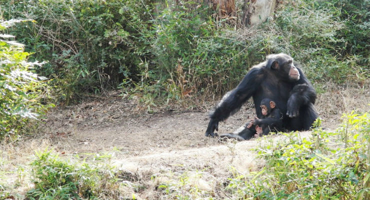 Gli scimpanzè spendono meno energia degli esseri umani ma più degli altri primati (Credits immagine: : Mary H. Brown)