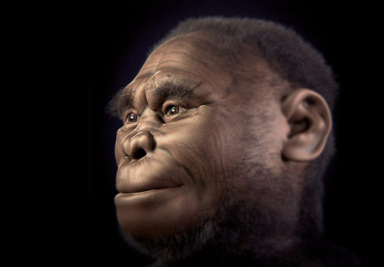 homo floresiensis