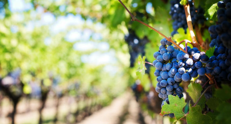 Vino: la buona annata inizia dai microbi