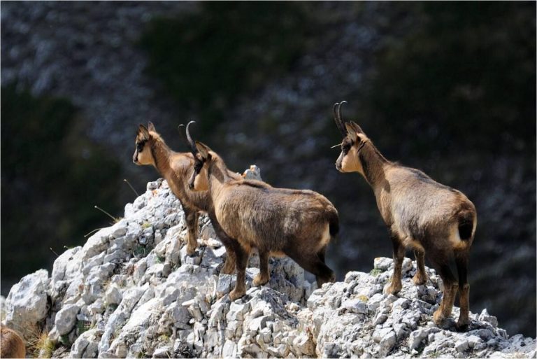 Aumentano i camosci nel Parco nazionale d’Abruzzo