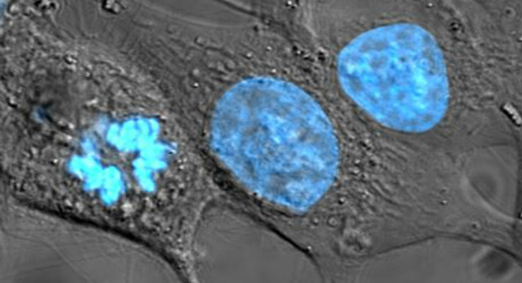 Divisione cellulare? Anche merito del Golgi
