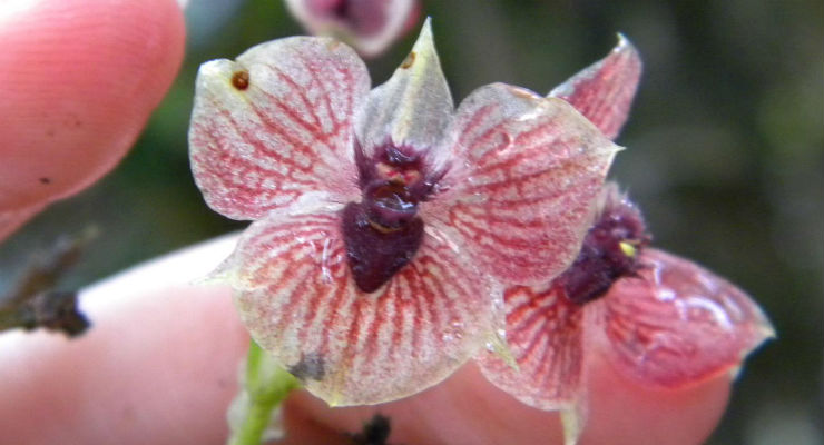 orchidea