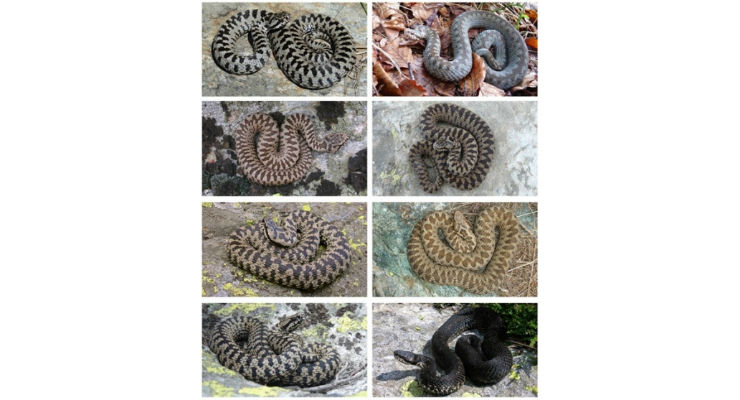 vipera