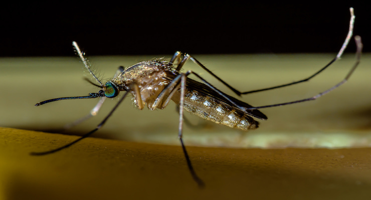 Zika: un vermicida contro la diffusione del virus