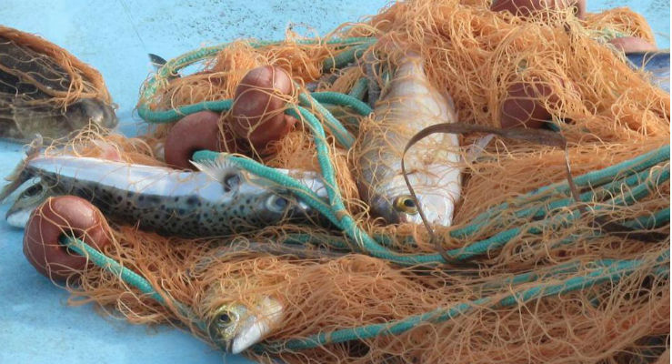 L’invasione del pesce palla maculato continua