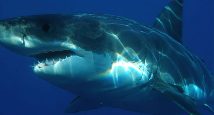 Credits: Sharkdiver.com/Wikimedia