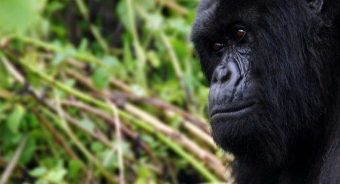 gorilla