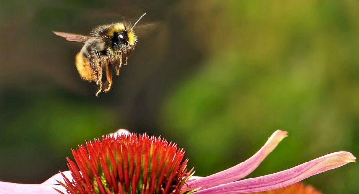 Anche i bombi possono essere ottimisti