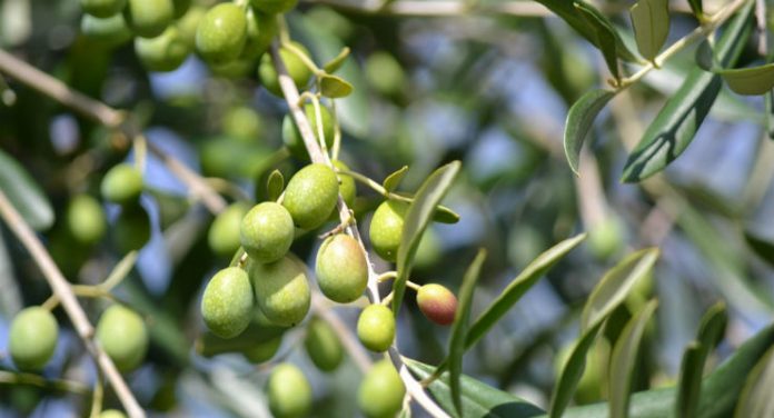 agricoltura