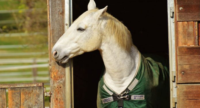 animali