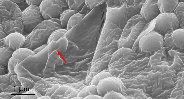 Grafene ispirato ai granchi, per combattere i superbatteri