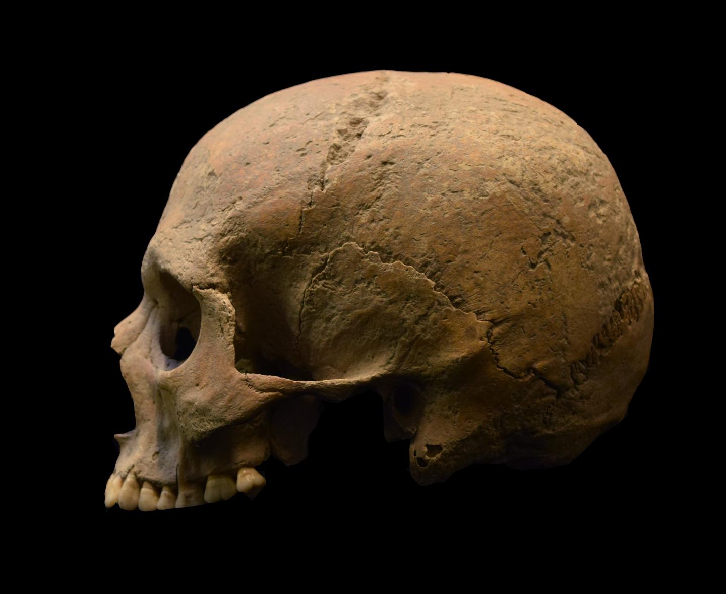 (Credits: Luca Bandioli, Pigorini Museum)
