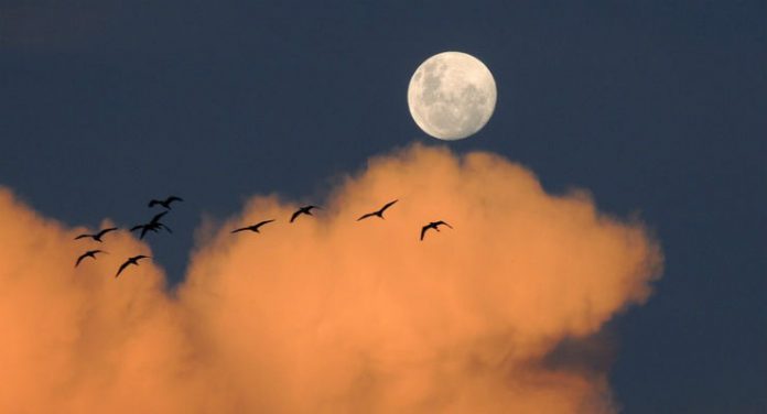lunar luna mito scienz