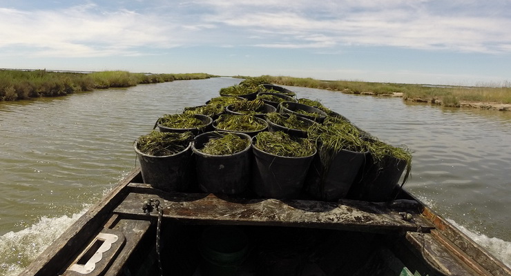 Col trapianto si salvano i fondali della laguna