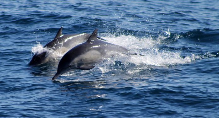 sonar cetacei delfini balene spiaggiamento
