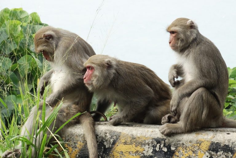 Così i macachi riconoscono i parenti