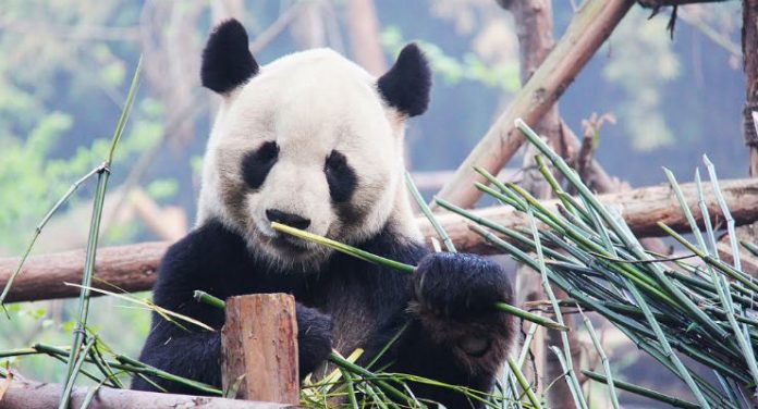 panda