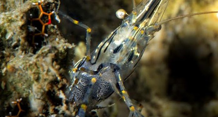 percezione olfattiva