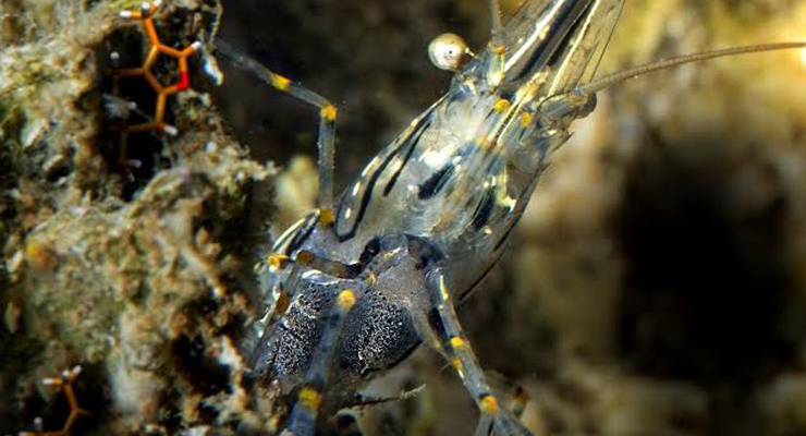 percezione olfattiva