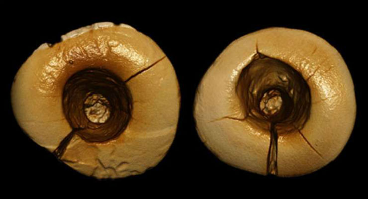 dentisti