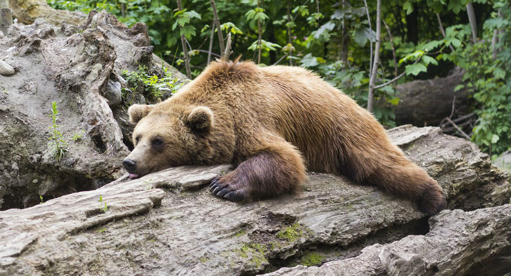 pigrizia