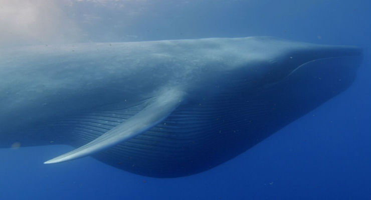 Perché le balene sono così grandi? - Galileo