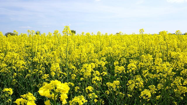 colza agricoltura di precisione