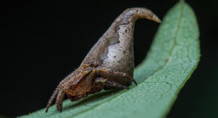La Top-10 delle nuove specie del 2017