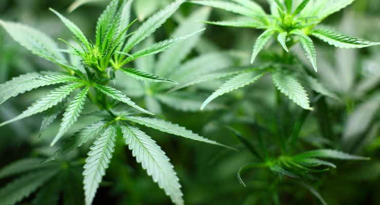 cannabis