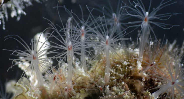 Scoperto un nuovo idrozoo che vive alle Maldive