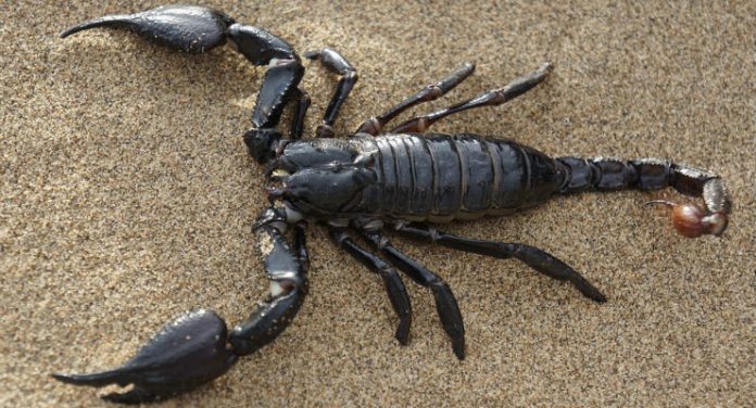 scorpione