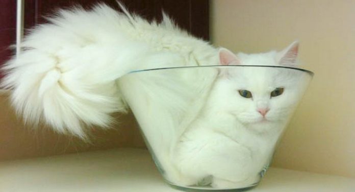 libro gatti fascino felino